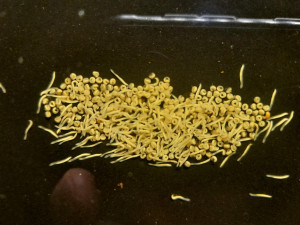 Záchrana vymírající populace mihulí v Jeseníkách. Odchov larev byl úspěšný