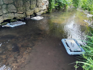 Záchrana vymírající populace mihulí v Jeseníkách. Odchov larev byl úspěšný