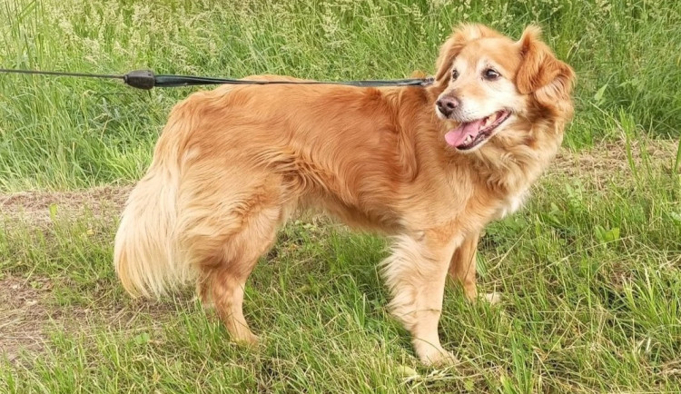 HLEDÁME PÁNÍČKA: Tři pohodoví pejsci čekají na svůj nový domov v útulku v Javorníku