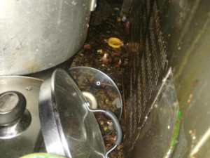 Inspektoři zavřeli restauraci v lázeňské obci Skalka. Uvnitř našli špínu a mrtvé hlodavce