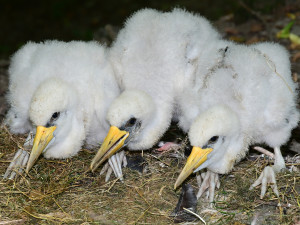 Plameňáci, husy nebo vzácný bažant. Olomoucká zoo je plná ptačích mláďat