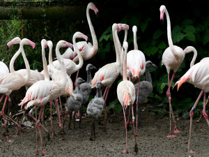 Plameňáci, husy nebo vzácný bažant. Olomoucká zoo je plná ptačích mláďat