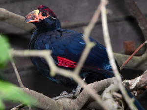 Plameňáci, husy nebo vzácný bažant. Olomoucká zoo je plná ptačích mláďat