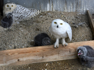 Plameňáci, husy nebo vzácný bažant. Olomoucká zoo je plná ptačích mláďat