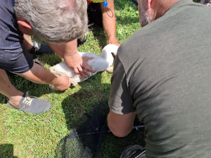 Labuť v nesnázích. Na Oborníku v Zábřehu hasiči zachraňovali mládě zamotané do vlasců