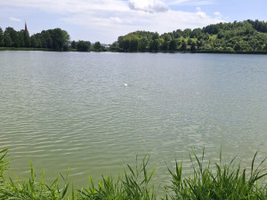 Labuť v nesnázích. Na Oborníku v Zábřehu hasiči zachraňovali mládě zamotané do vlasců