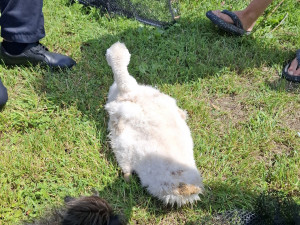 Labuť v nesnázích. Na Oborníku v Zábřehu hasiči zachraňovali mládě zamotané do vlasců