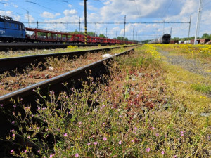 Studentka objevila v Olomouci 19 druhů rostlin, které zatím nikdo v ČR nenašel. Dostala cenu