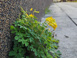 Studentka objevila v Olomouci 19 druhů rostlin, které zatím nikdo v ČR nenašel. Dostala cenu