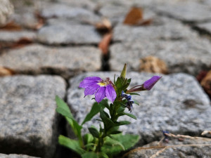 Studentka objevila v Olomouci 19 druhů rostlin, které zatím nikdo v ČR nenašel. Dostala cenu