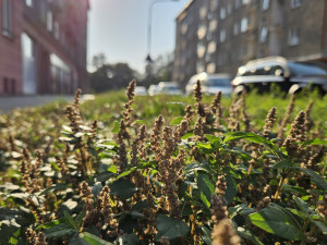 Studentka objevila v Olomouci 19 druhů rostlin, které zatím nikdo v ČR nenašel. Dostala cenu
