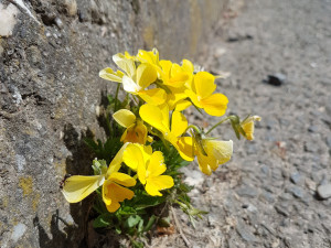 Studentka objevila v Olomouci 19 druhů rostlin, které zatím nikdo v ČR nenašel. Dostala cenu