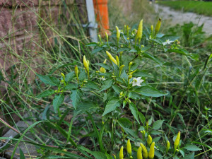 Studentka objevila v Olomouci 19 druhů rostlin, které zatím nikdo v ČR nenašel. Dostala cenu