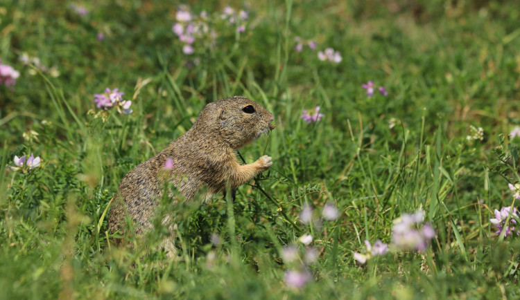 Sysli dostali propustku ze zoo. Ochránci jich desítky vypustili do přírody na Brněnsku