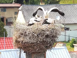 VIDEO: Život čápat z Moravského Berouna visel na vlásku. Ptačí sirotci už baští kvanta kuřat a myší