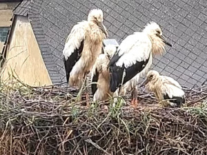 VIDEO: Život čápat z Moravského Berouna visel na vlásku. Ptačí sirotci už baští kvanta kuřat a myší