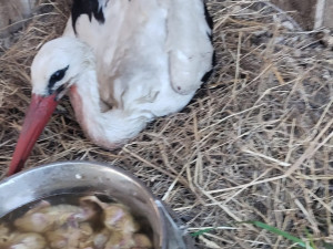 VIDEO: Život čápat z Moravského Berouna visel na vlásku. Ptačí sirotci už baští kvanta kuřat a myší