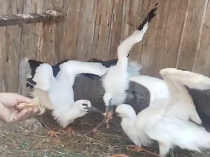 VIDEO: Život čápat z Moravského Berouna visel na vlásku. Ptačí sirotci už baští kvanta kuřat a myší