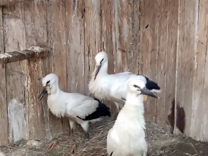 VIDEO: Život čápat z Moravského Berouna visel na vlásku. Ptačí sirotci už baští kvanta kuřat a myší