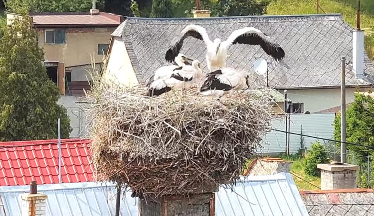 Čápi na hnízdě v Moravském Berouně