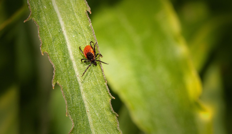 Jižní Čechy hlásí rekordní nárůst případů lymské boreliózy. Na co si dát pozor?