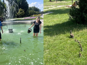 Záchranná mise v olomouckém parku: vyčerpaná kachňata uvěznila fontána