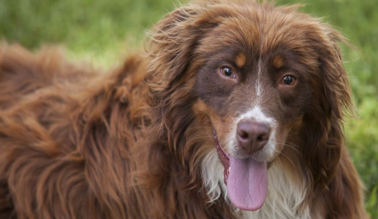 HLEDÁME PÁNÍČKA: Chcete vděčné kamarády? V Olomouci čekají tři pejsci, dva z nich jsou z množírny