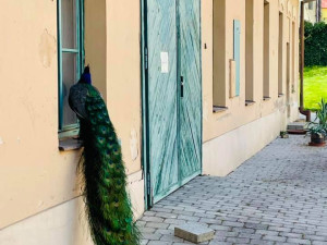 Hanácká ambasáda na zámku v Čechách pod Kosířem končí. Pokračování je ve hvězdách