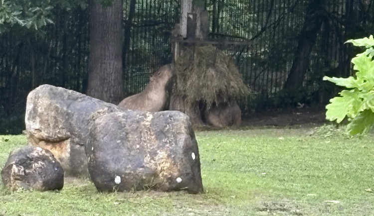 FOTOGALERIE: Co dělají zvířata v brněnské zoo, když prší? Podívejte se