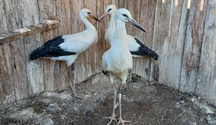 Čápi z Moravského Berouna v záchranné stanici Pateřín