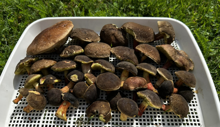 Houby na Plzeňsku zatím téměř nerostou. Do lesa se teď příliš nevyplatí chodit