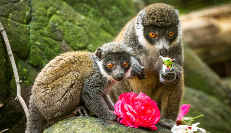 Ostravská zoo slaví chovatelský úspěch. Daří se tam ohroženým lemurům