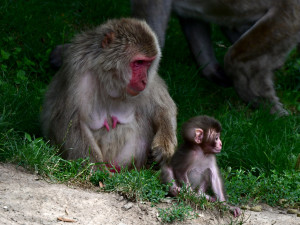 Tlupa se rozrostla. Olomoucká zoo přivítala pět nových makaků