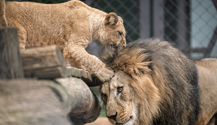 Čtyři noví lví rebelové v Safari Parku: lvíčata plní fotogalerii návštěvníků