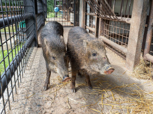 Pekari bělobradý na Svatém Kopečku. Zoo Olomouc chová nový vzácný druh