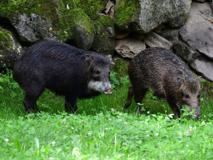 Pekari bělobradý na Svatém Kopečku. Zoo Olomouc chová nový vzácný druh