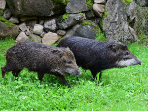 Pekari bělobradý na Svatém Kopečku. Zoo Olomouc chová nový vzácný druh