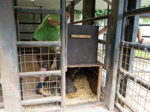 Pekari bělobradý na Svatém Kopečku. Zoo Olomouc chová nový vzácný druh