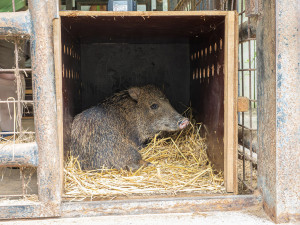 Pekari bělobradý na Svatém Kopečku. Zoo Olomouc chová nový vzácný druh