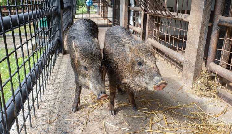 Zoo Olomouc chová nový vzácný druh, na Svatém Kopečku se zabydlí pekari bělobradý