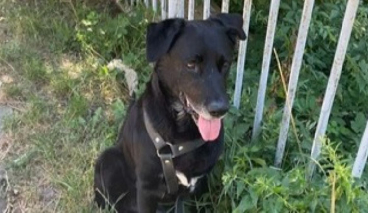 HLEDÁME PÁNÍČKA: