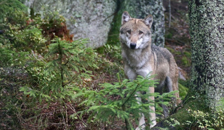 Mimo výběh v Srní se pohybuje vlk, národní park kvůli bezpečnosti uzavřel stezku