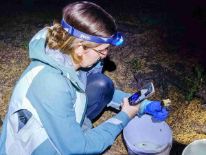 Ve Fakultní nemocnici zpívají ropuchy zelené. Menší populace si oblíbila zdejší fontánu
