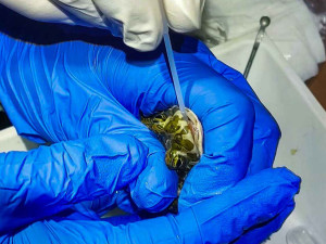 Ve Fakultní nemocnici zpívají ropuchy zelené. Menší populace si oblíbila zdejší fontánu