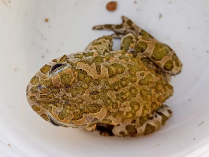 Ve Fakultní nemocnici zpívají ropuchy zelené. Menší populace si oblíbila zdejší fontánu