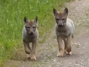 VIDEO: Žena v Jeseníkách natočila šest skotačících vlčat. Splnil se mi sen, svěřila se