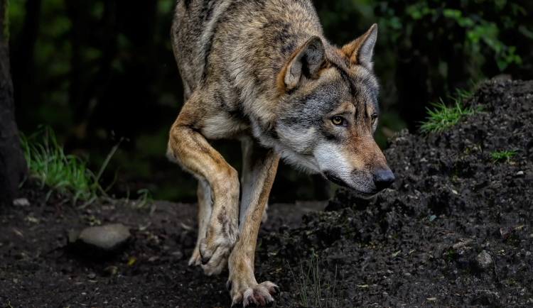 NP Šumava zřídil krizový štáb kvůli vlkům. Nelze vyloučit, že někteří uprchli z výběhu na Srní