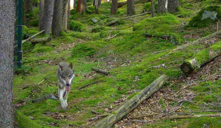 Odchyt šumavských vlků pokračuje. Návštěvnické centrum Srní zůstává uzavřené