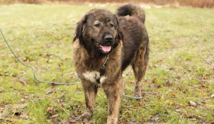 HLEDÁME PÁNÍČKA: