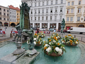 U želv plují květinové kruhy. Arionova kašna v Olomouci ožila atraktivní úpravou
